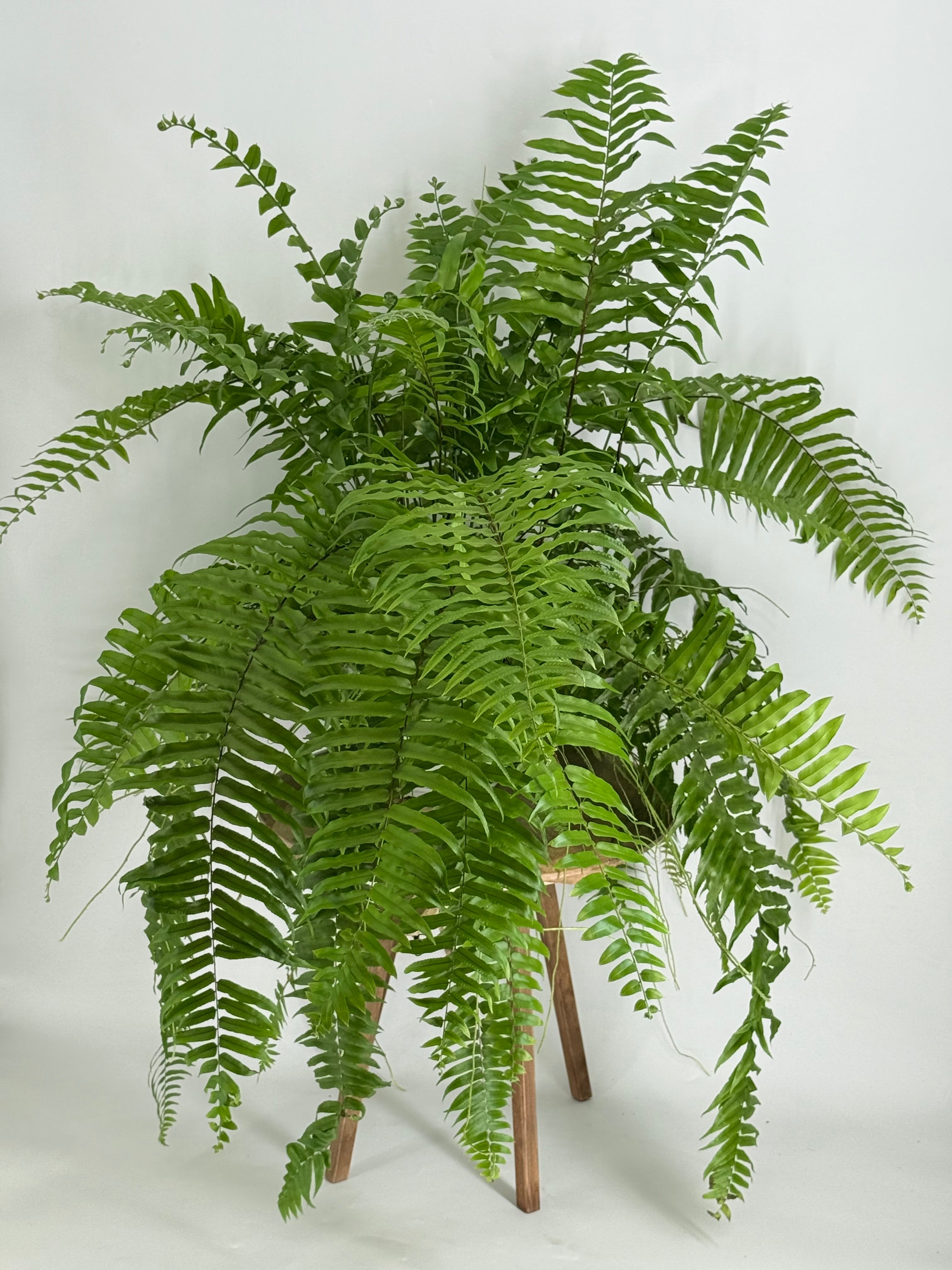 PLANTA  VARIADA COLGAR MAQUI