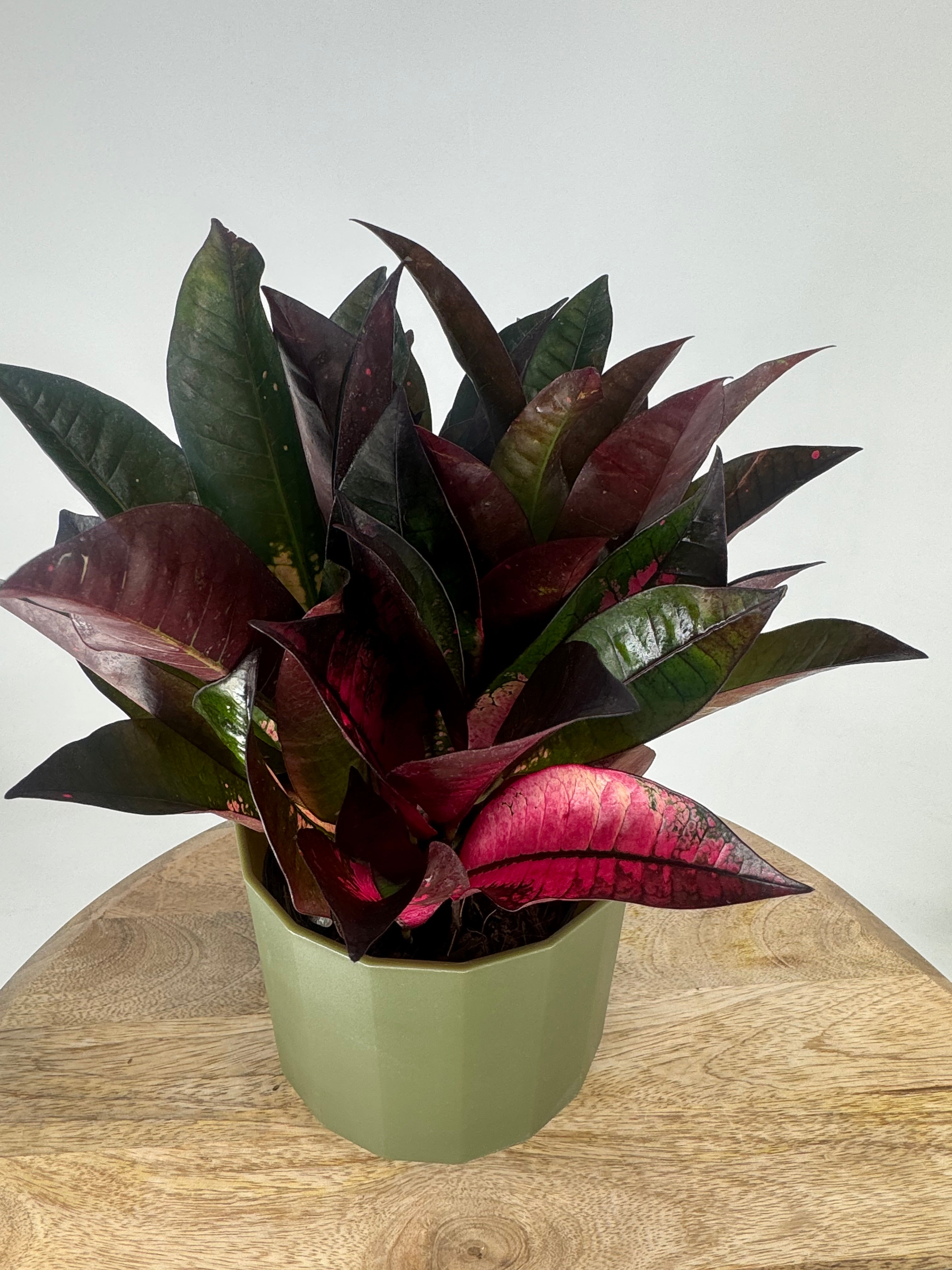 CODIAEUM VAR. MRS ICETON M12