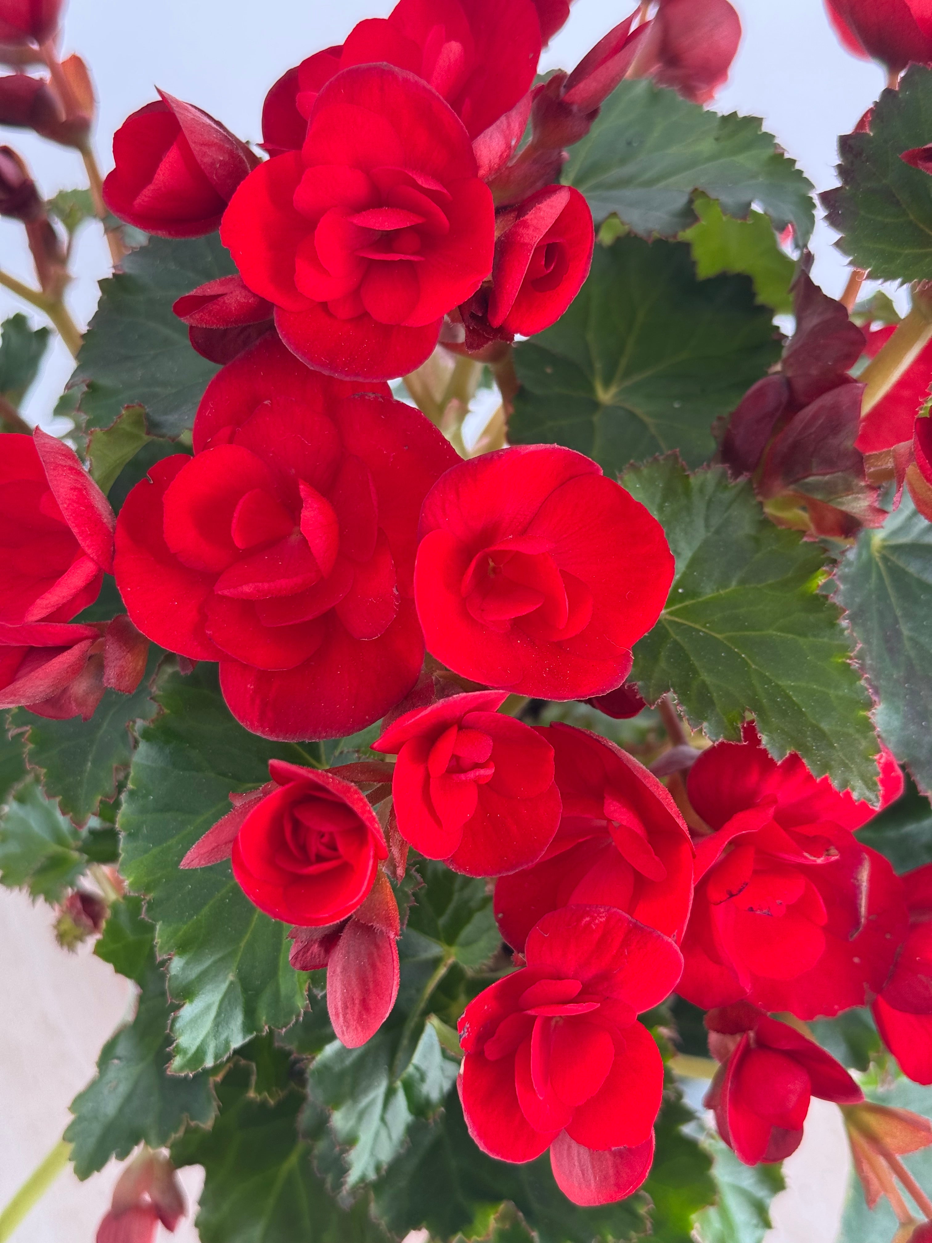 BEGONIA ELATIOR FM13