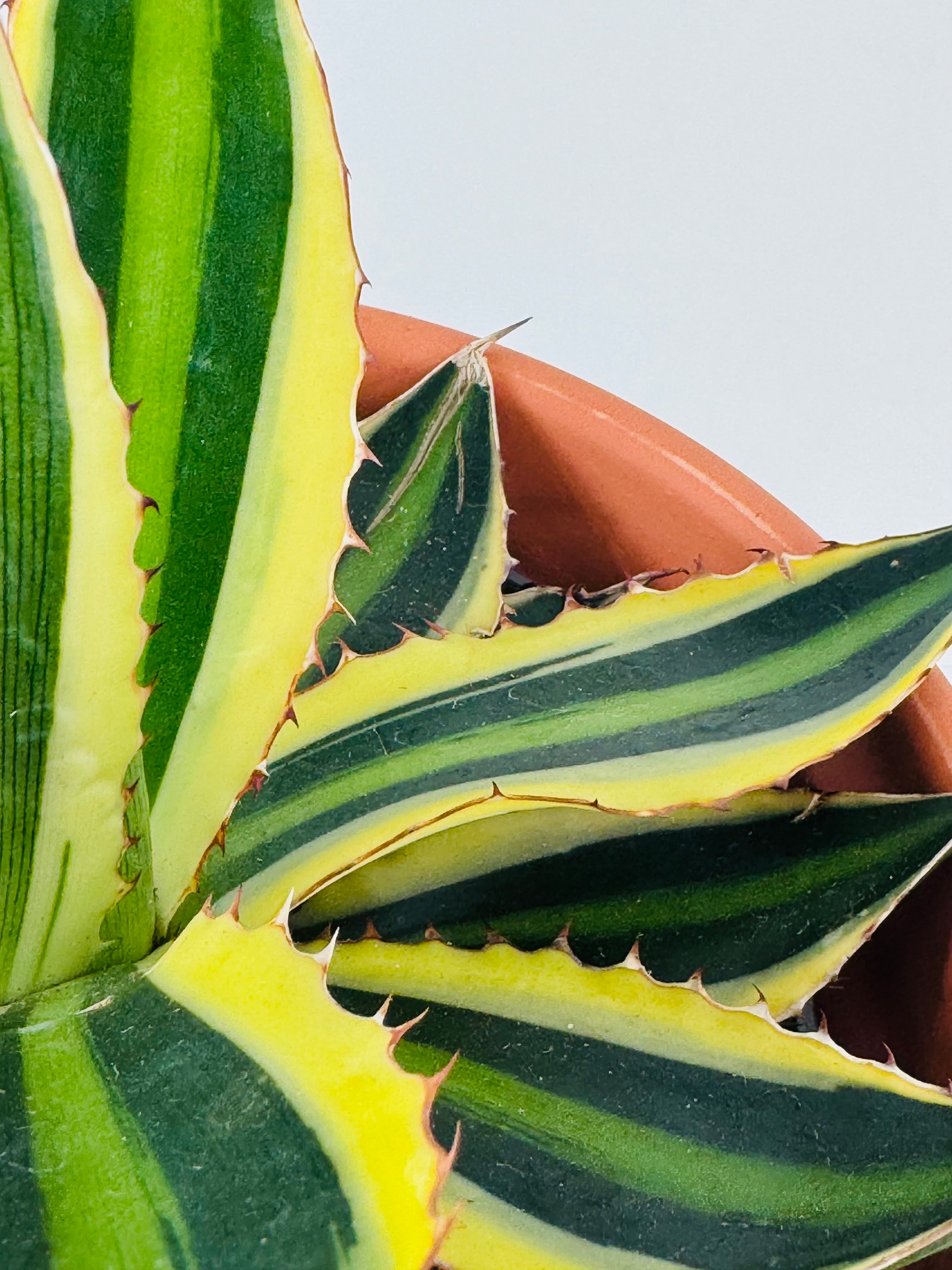 AGAVE LOPHANTA QUADRICOLOR M13