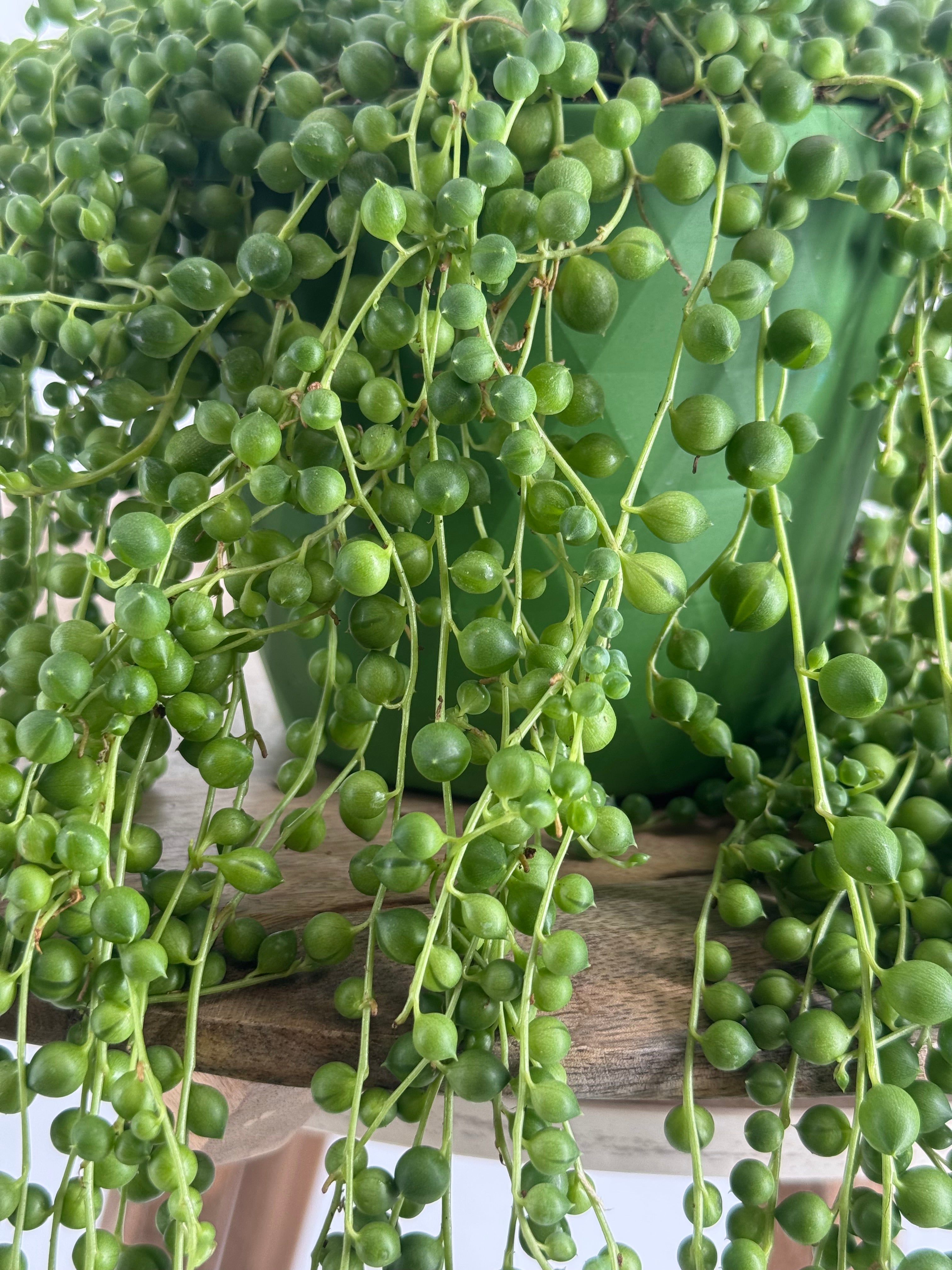 SENECIO ROWLEYANUS M14