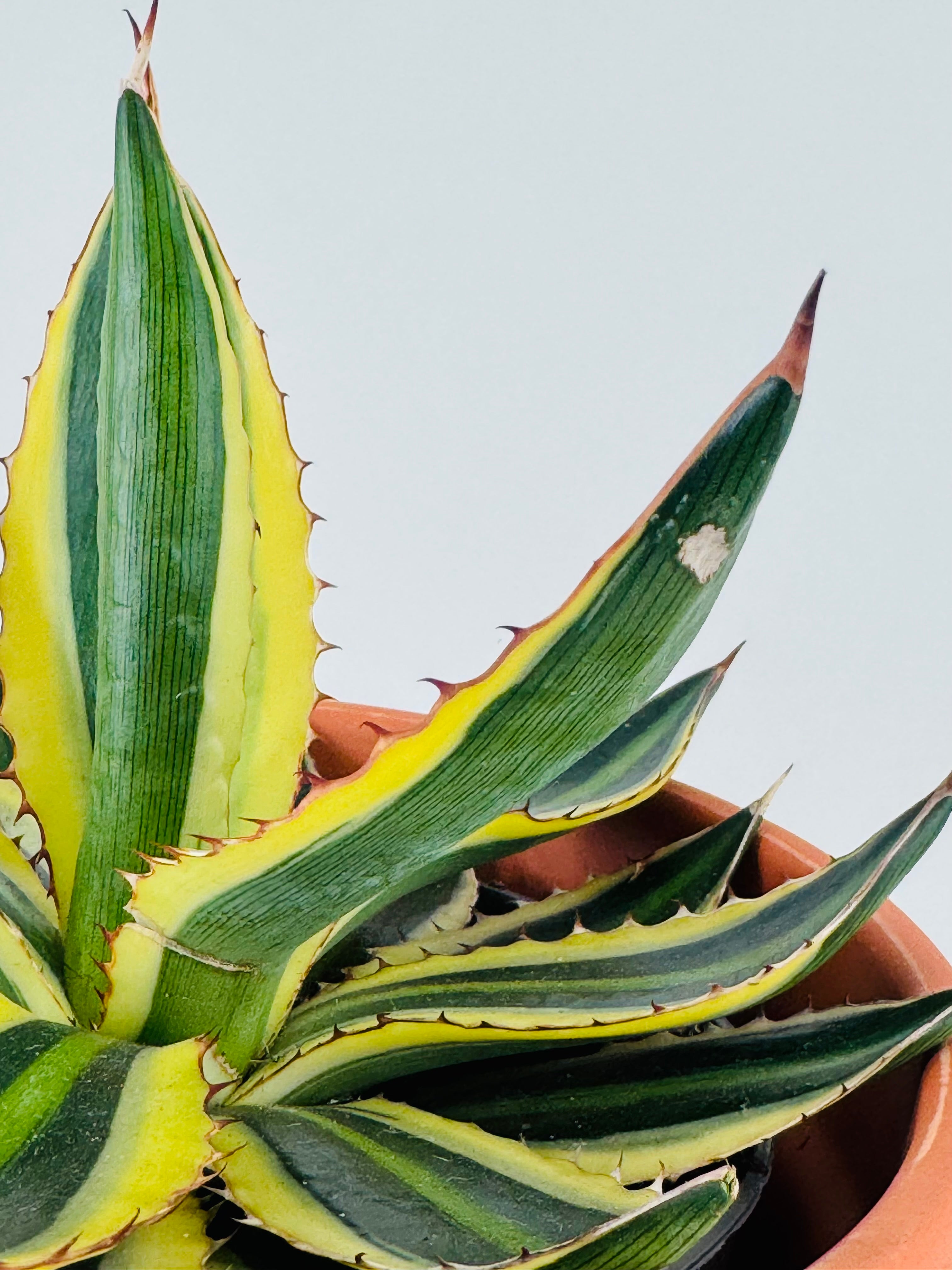 AGAVE LOPHANTA QUADRICOLOR M13