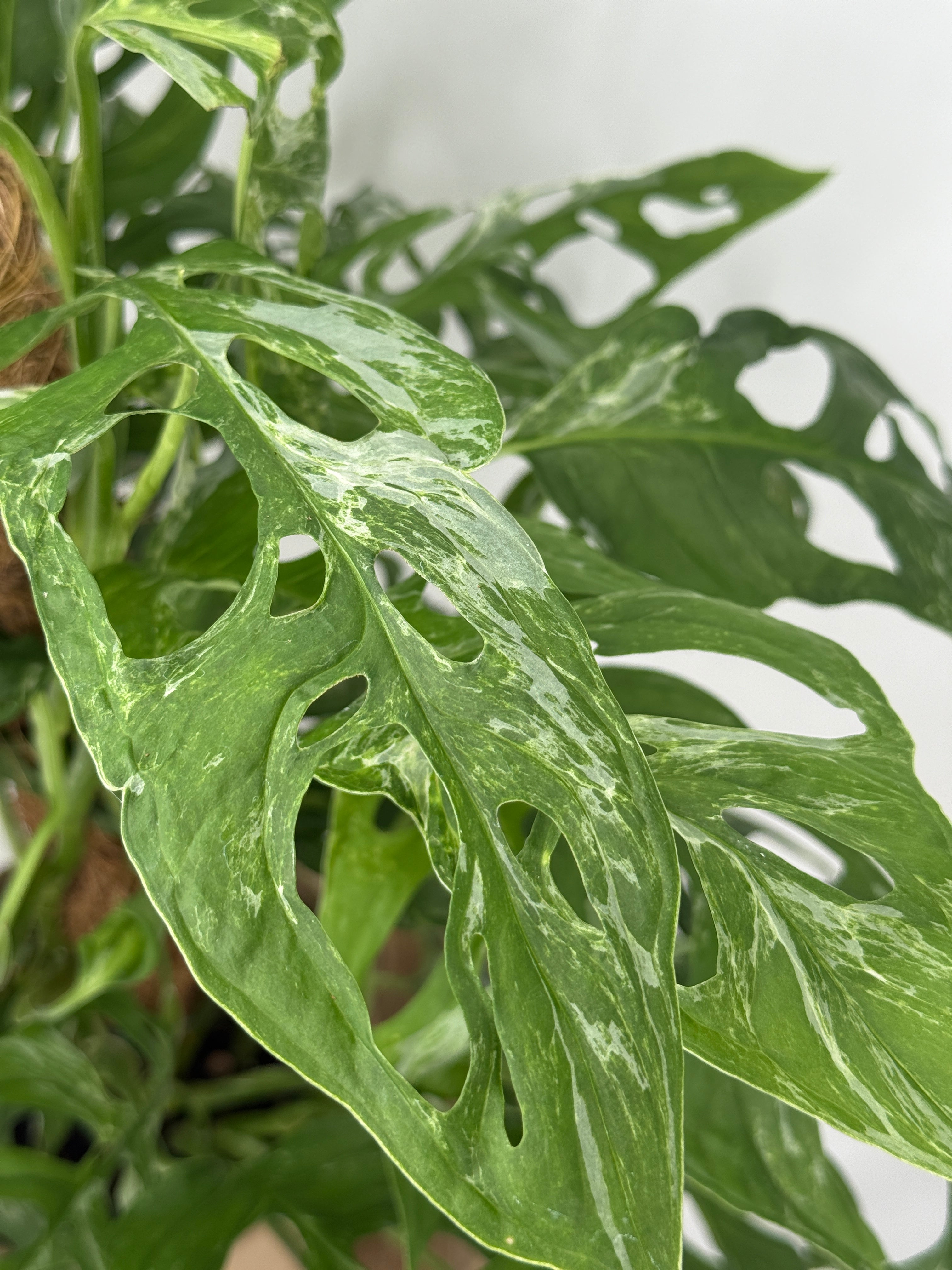 MONSTERA AD. INDONESIAN MARBLE M17
