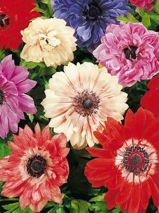 ANEMONE ST. BRIGID 10 BULBOS