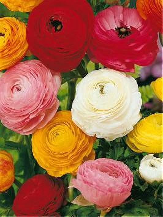RANUNCULUS MIXED 10 BULBOS