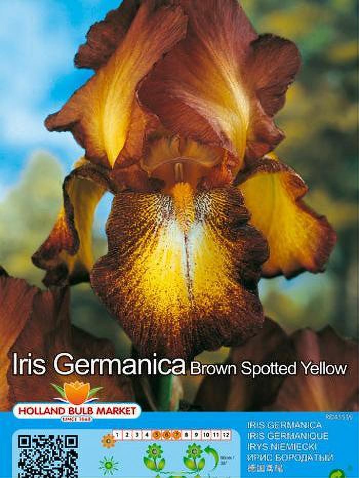 IRIS GERM. SPOTTED YELLOW 1 BULBO