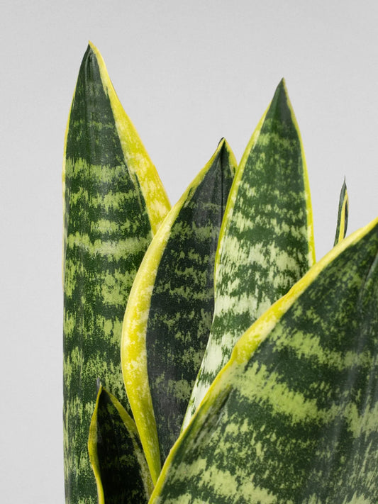 Plantilla Sansevieria