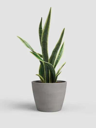 CUENCO EMILIA VULCANO