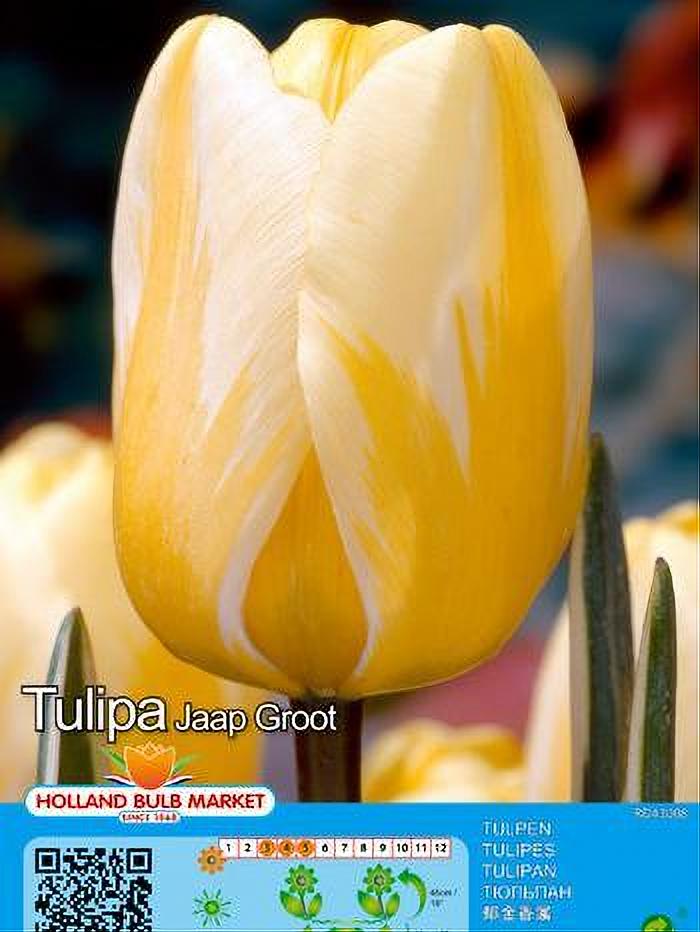 TULIPA JAAP GROOT 5 BULBOS