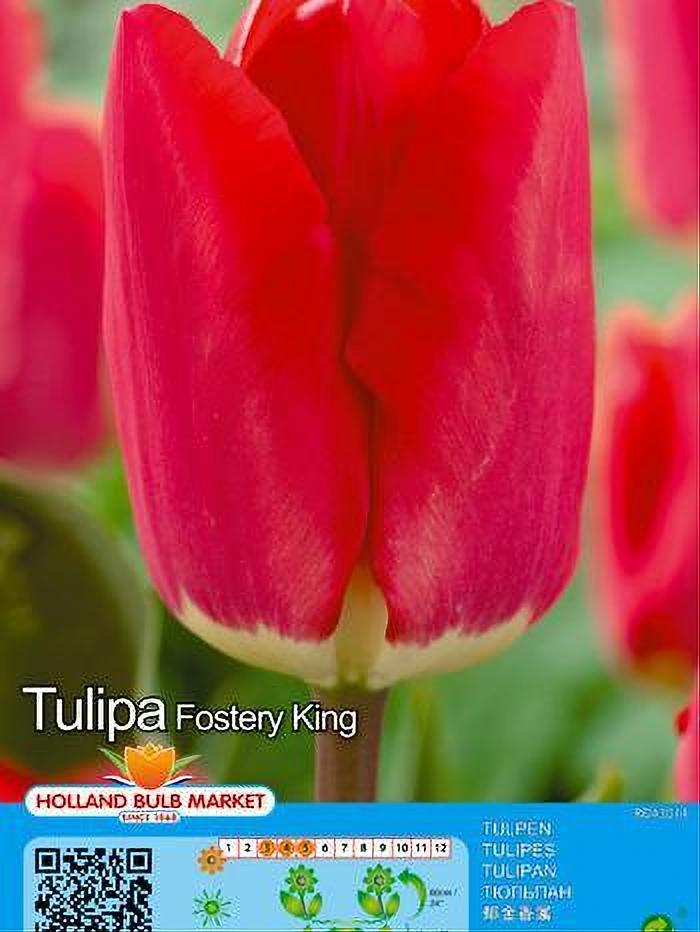 TULIPA FOSTERY KING 5 BULBOS