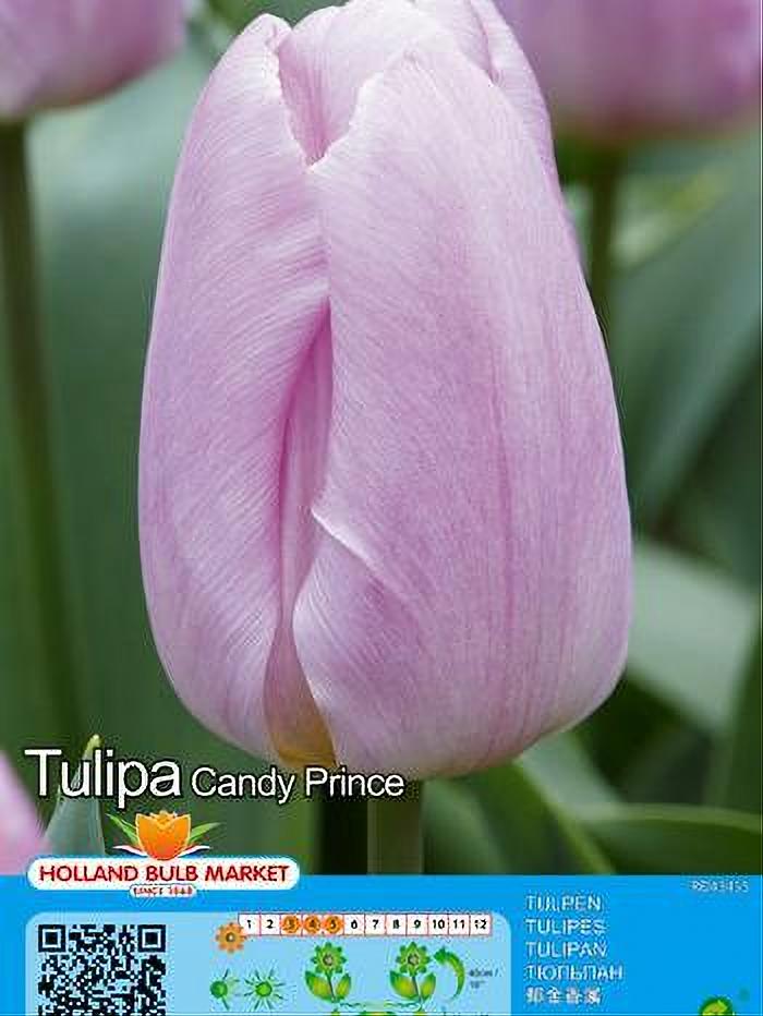 TULIPA CANDY PRINCE 5 BULBOS