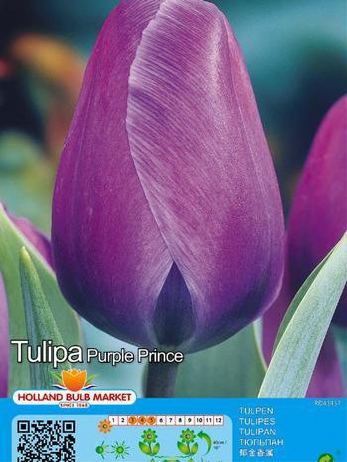 TULIPA PURPLE PRINCE 5 BULBOS