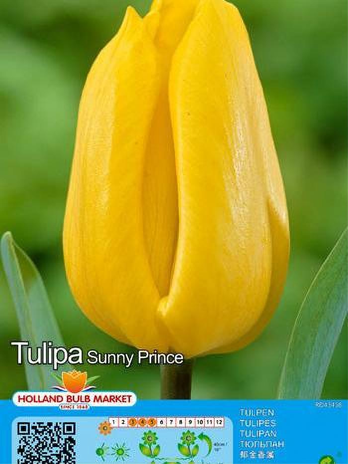 TULIPA SUNNY PRINCE 5 BULBOS