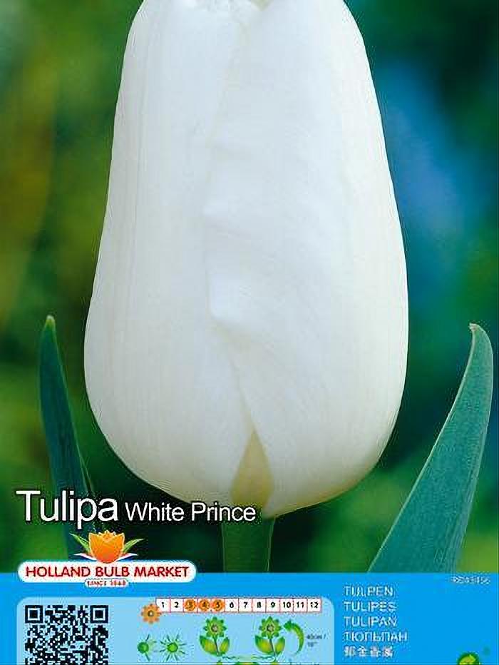 TULIPA WHITE PRINCE 5 BULBOS