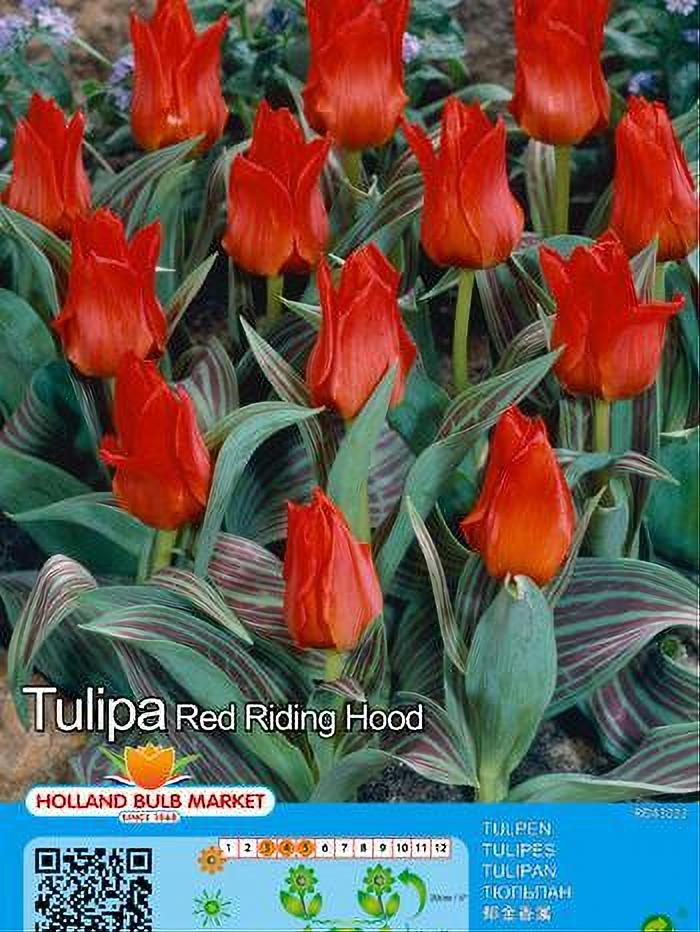 TULIPA RED RIDING HOOD 5 BULBOS