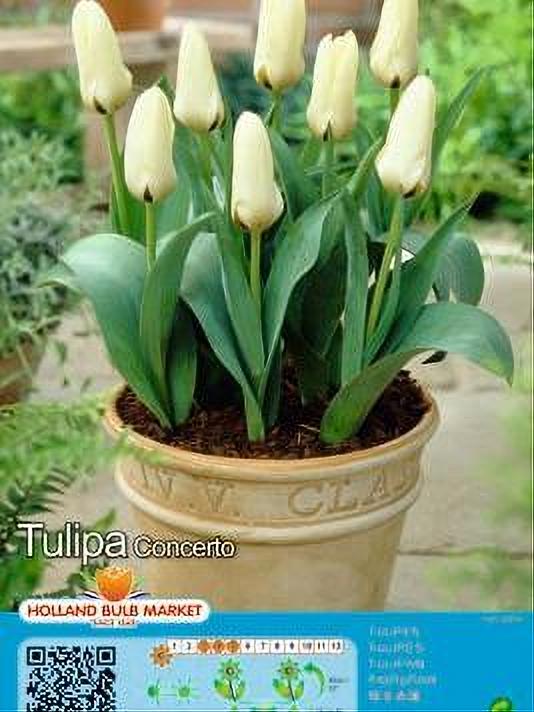 TULIPA CONCERTO 5 BULBOS
