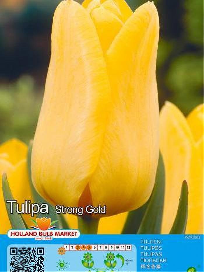 TULIPA STRONG GOLD 5 BULBOS