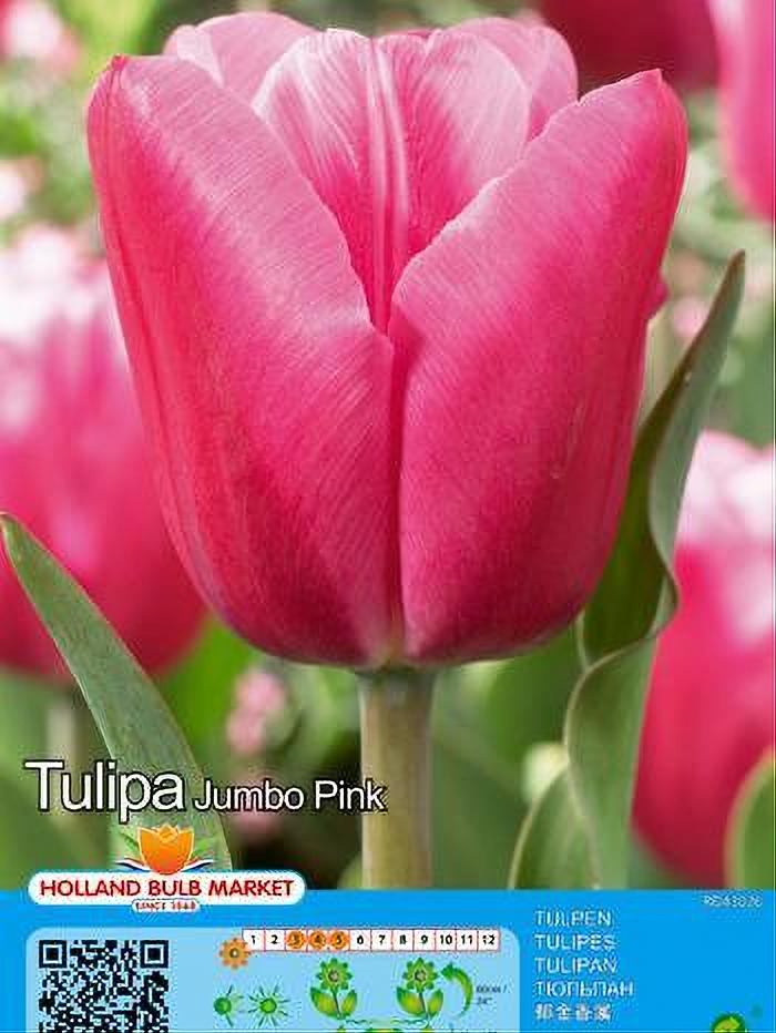 TULIPA JUMBO PINK 5 BULBOS