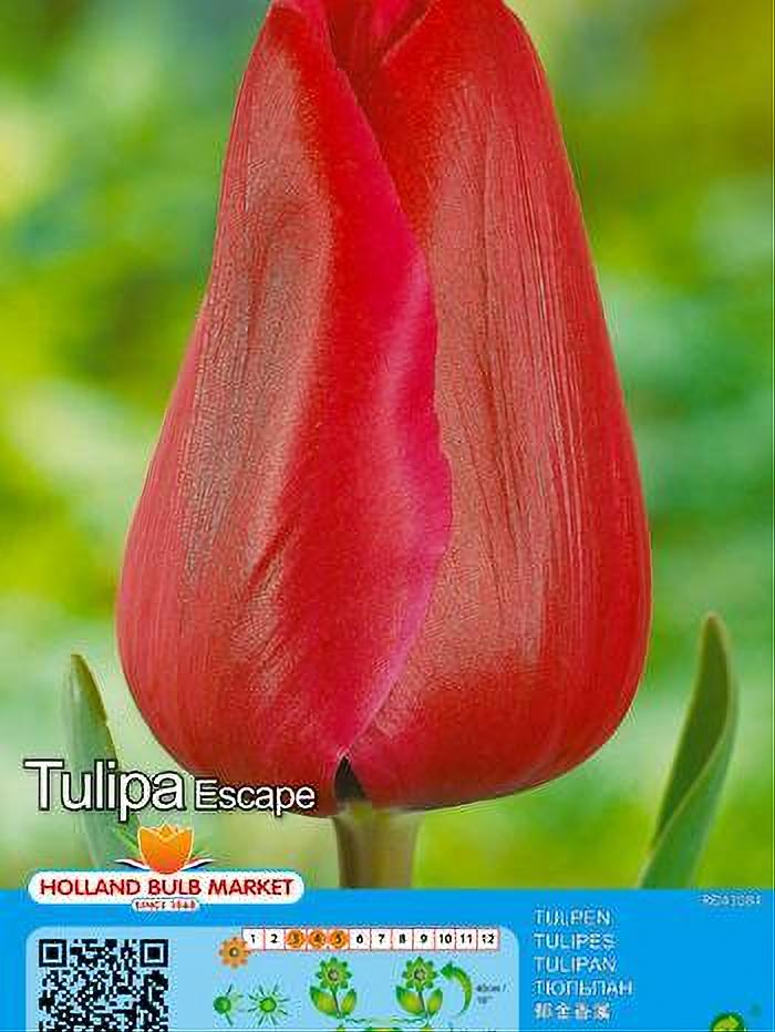TULIPA ESCAPE 5 BULBOS