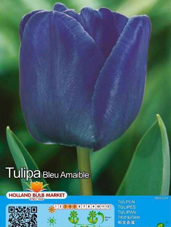 TULIPA BLEU AIMABLE 5 BULBOS