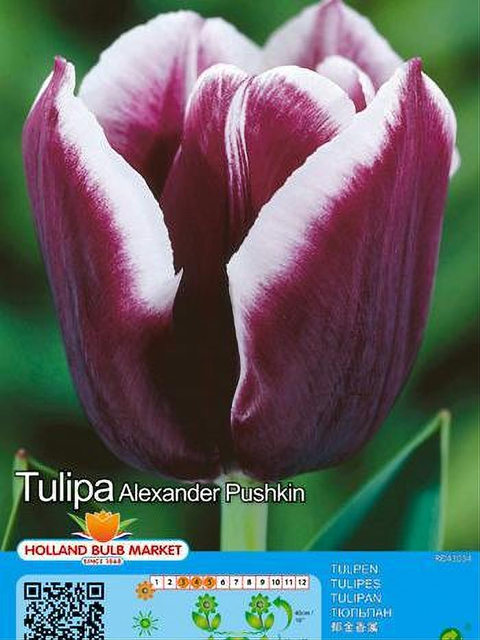 TULIPA ALEXANDER PUSHKIN 5 BULBOS