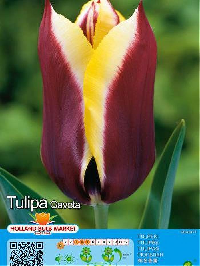 TULIPA GAVOTA 5 BULBOS