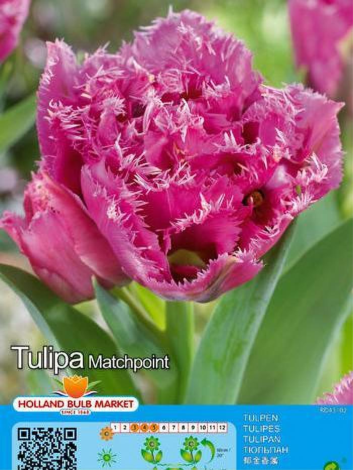 TULIPA MATCH 5 BULBOS
