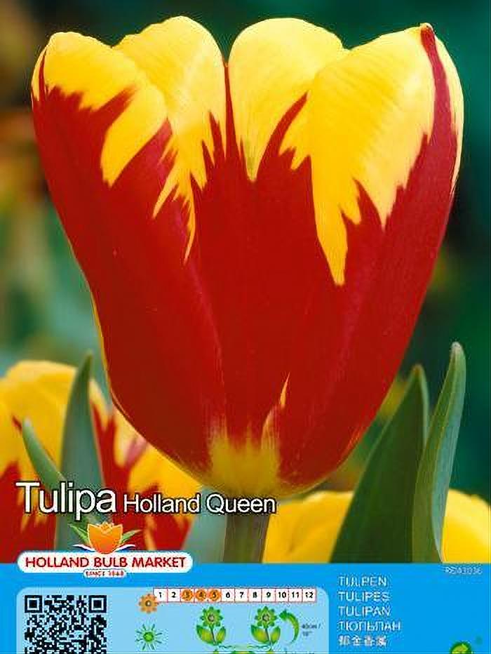TULIPA HOLLAND QUEEN 5 BULBOS