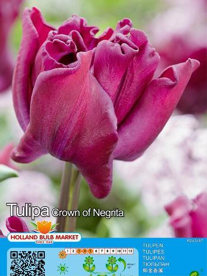 TULIPA CROWN OF NEGRITA 5 BULBOS