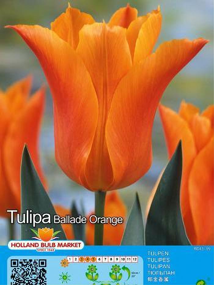 TULIPA BALLADE ORANGE 5 BULBOS
