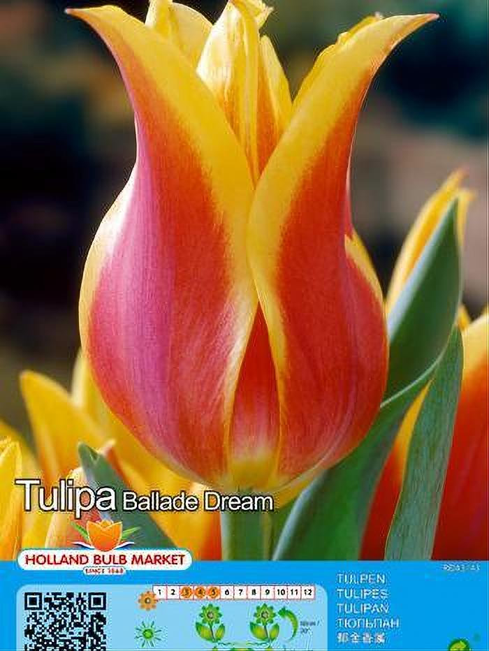 TULIPA BALLADE DREAM 5 BULBOS