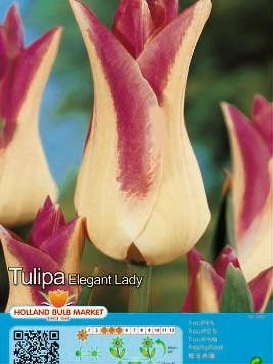 TULIPA ELEGANT LADY 5 BULBOS