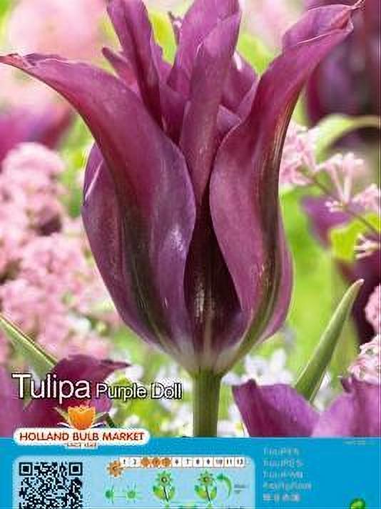 TULIPA PURPLE DOLL 5 BULBOS