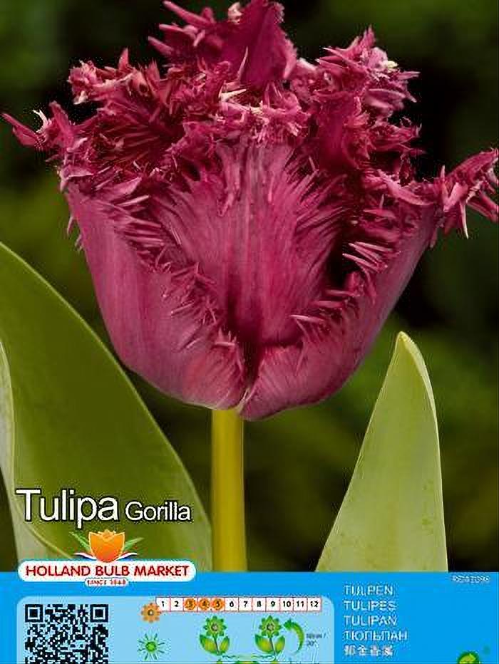 TULIPA GORILLA 5 BULBOS