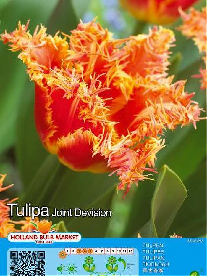 TULIPA JOINT DEVISION 5 BULBOS