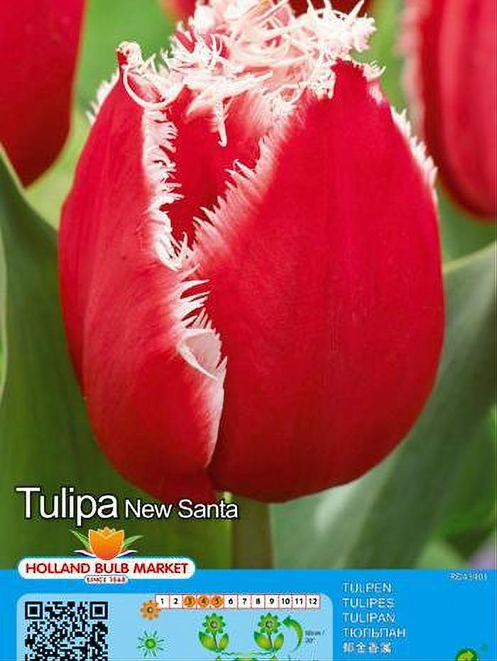 TULIPA NEW SANTA 5 BULBOS