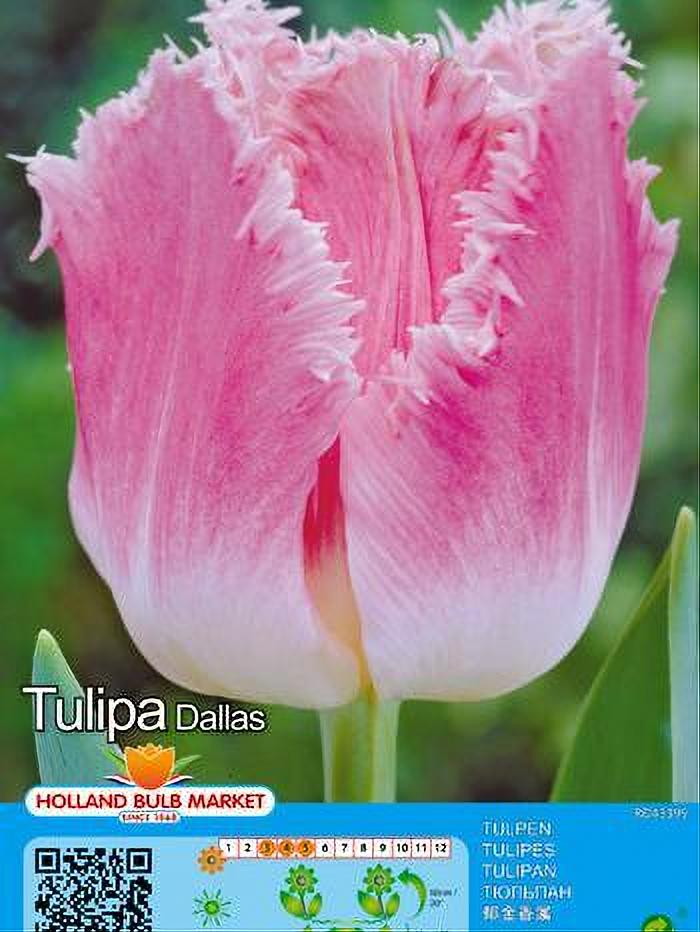 TULIPA DALLAS 5 BULBOS