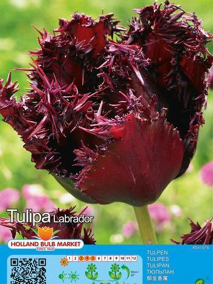 TULIPA LABRADOR 5 BULBOS