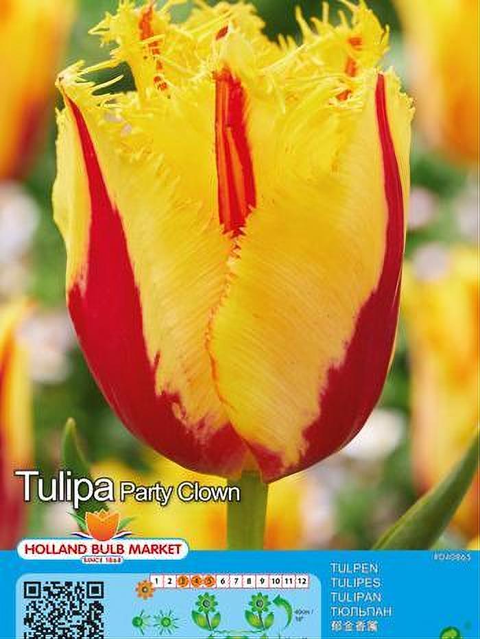 TULIPA PARTY CLOWN 5 BULBOS
