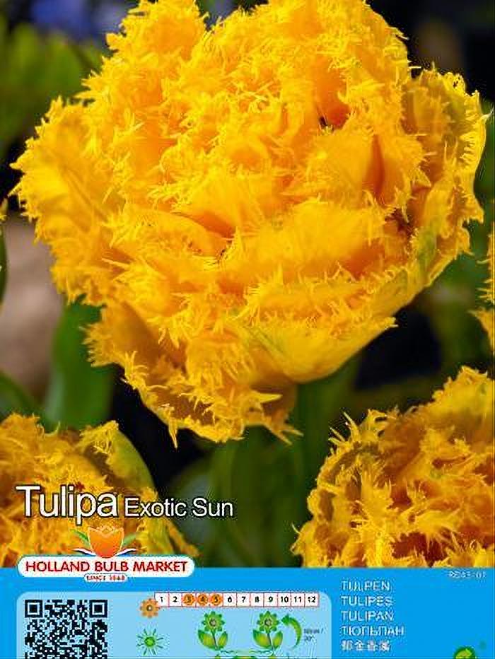 TULIPA EXOTIC SUN 5 BULBOS