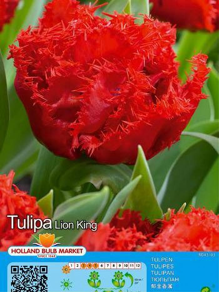 TULIPA LION KING 5 BULBOS