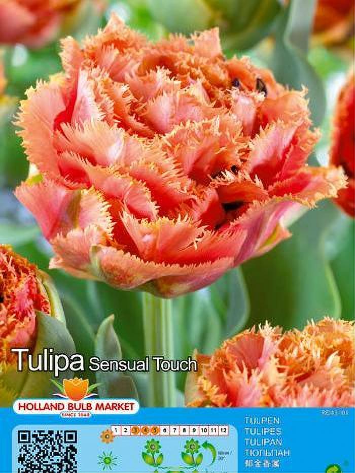 TULIPA SENSUAL TOUCH 5 BULBOS