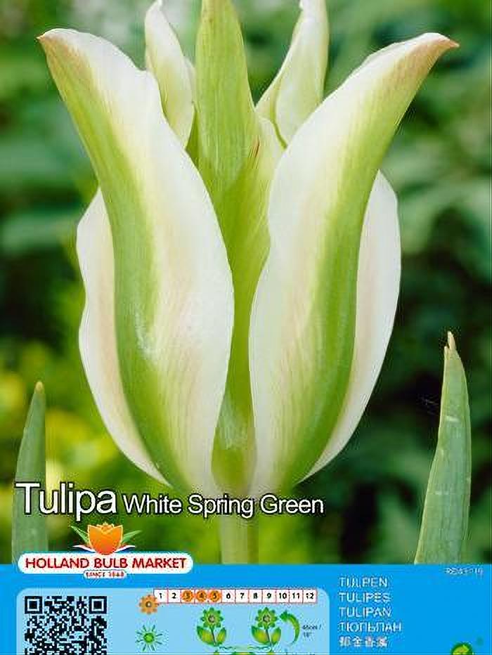 TULIPA WHITE SPRING GREEN 5 BULBOS