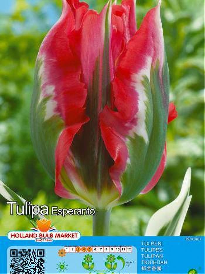 TULIPA ESPERANTO 5 BULBOS