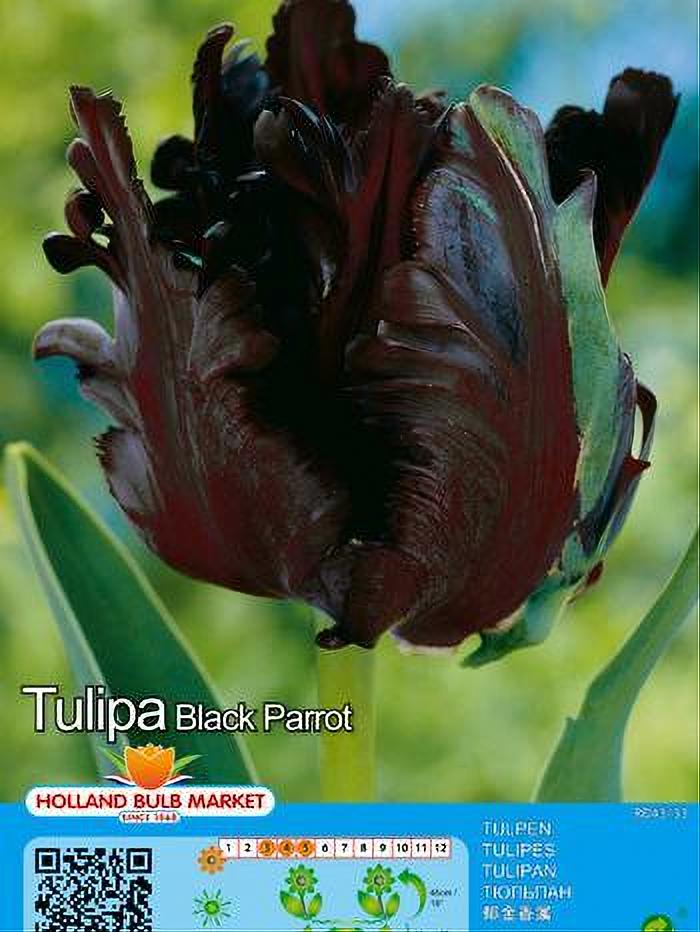 TULIPA BLACK PARROT 5 BULBOS