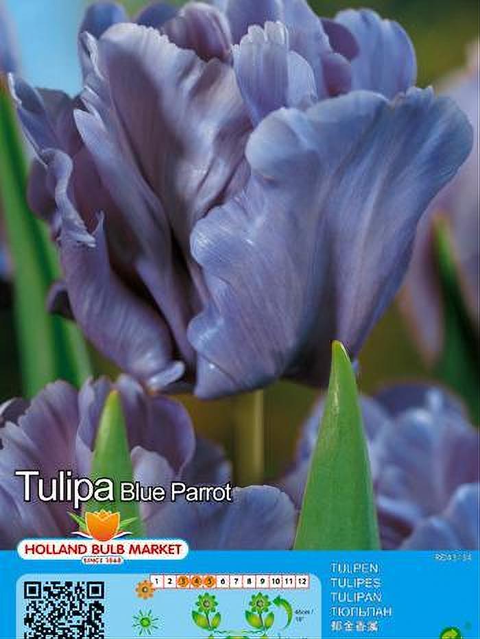TULIPA BLUE PARROT 5 BULBOS