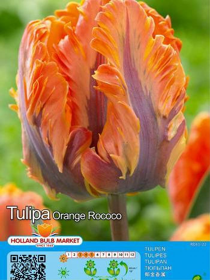 TULIPA ORANGE ROCOCO 5 BULBOS