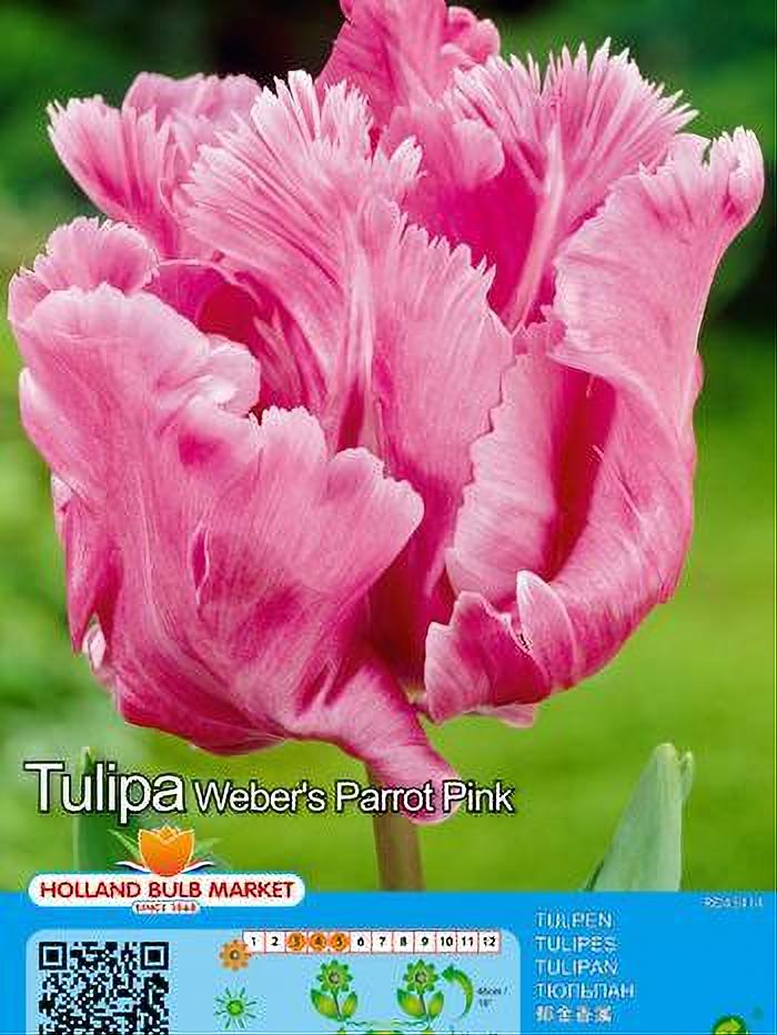 TULIPA WEBERS PARROT PINK 5 BULBOS
