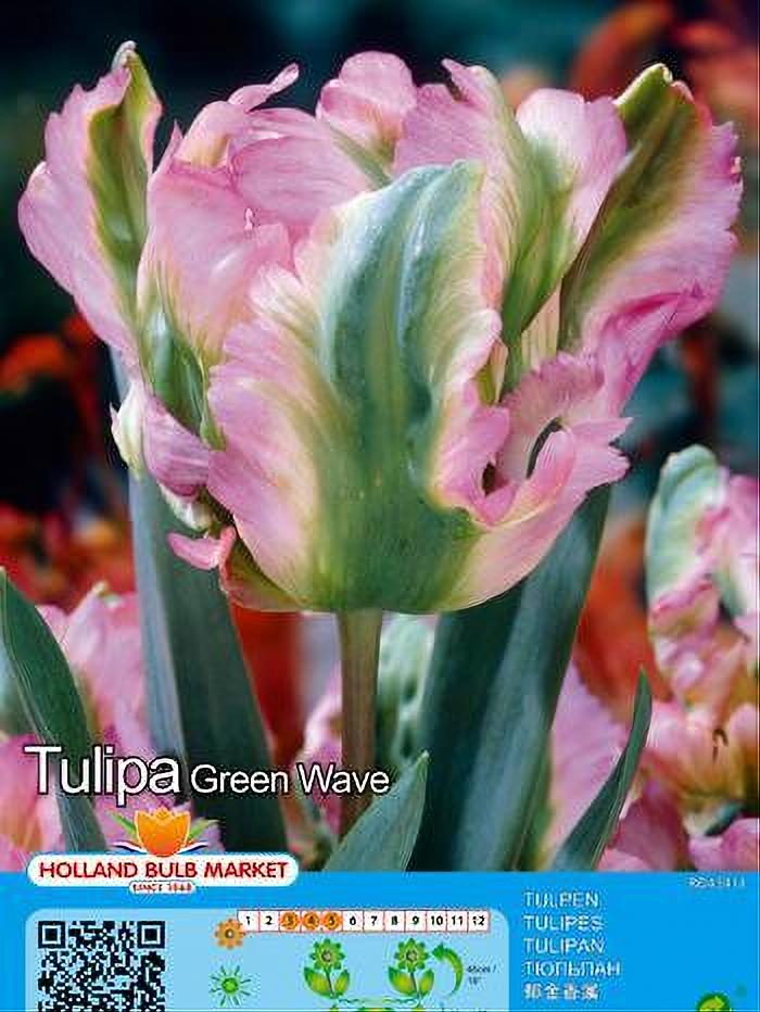 TULIPA GREEN WAVE 5 BULBOS