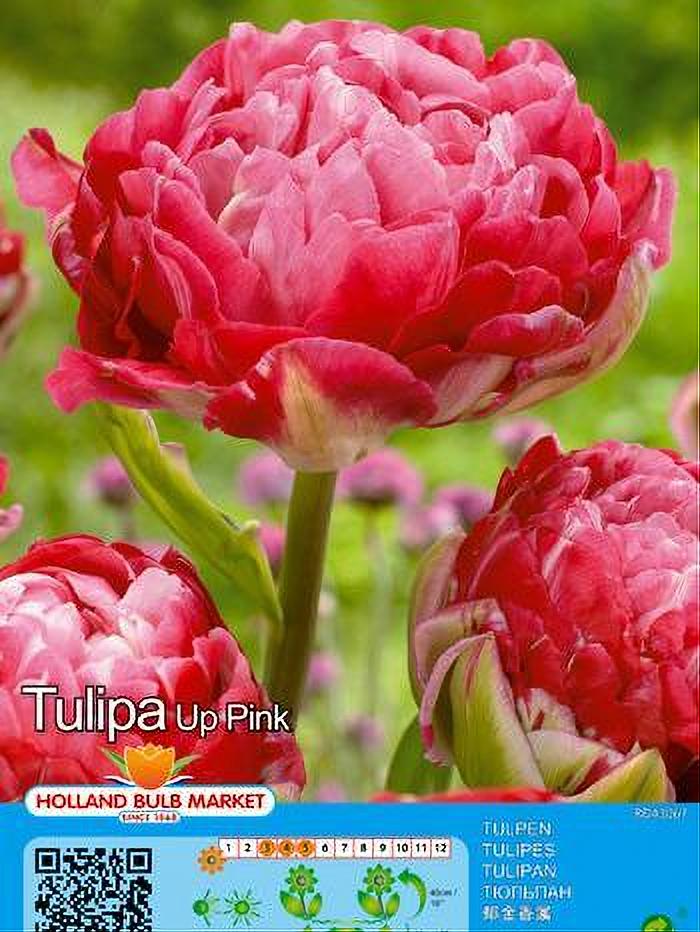 TULIPA UP PINK 5 BULBOS